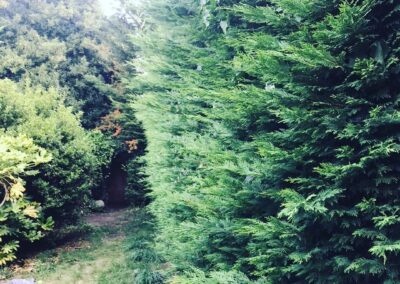 sevenoaks garden services gallery 22