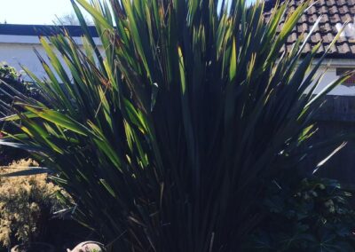 sevenoaks garden services gallery 33