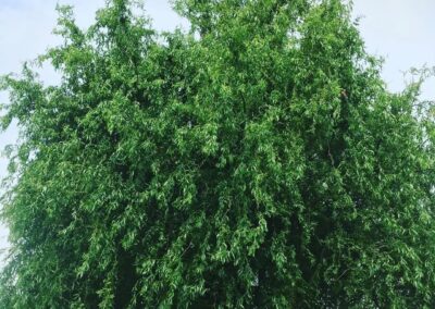 sevenoaks garden services gallery 42